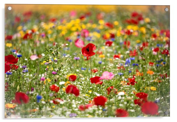 wild flower field Acrylic by Simon Johnson