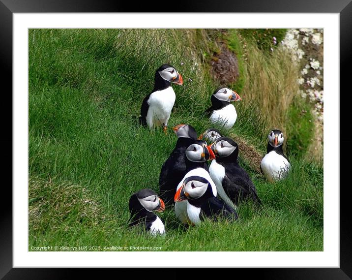 PUFFINS CITY Framed Mounted Print by dale rys (LP)