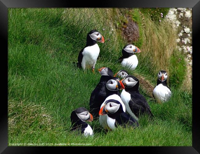 PUFFINS CITY Fingals Cave Staffa Framed Print by dale rys (LP)