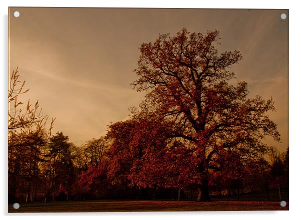Ye Olde Oak Tree Acrylic by Dawn O'Connor
