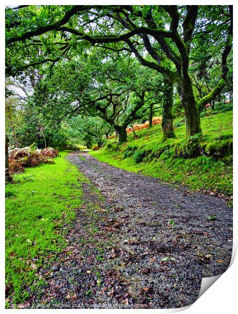 Verdant Trail: Nature's Serene Promenade Print by Roger Mechan