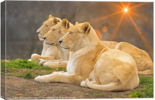 Serene Lionesses / lions Canvas Print by Steve Grundy