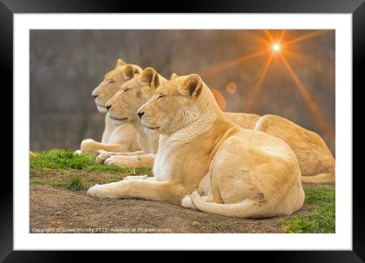 Serene Lionesses / lions Framed Mounted Print by Steve Grundy