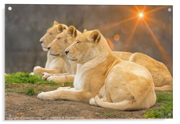 Serene Lionesses / lions Acrylic by Steve Grundy