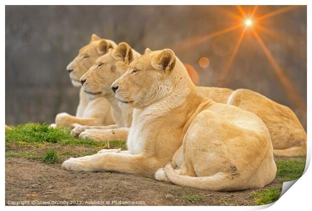Serene Lionesses / lions Print by Steve Grundy