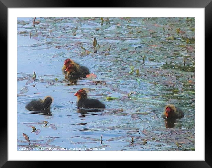 Meandering Baby Coots  Framed Mounted Print by Charlotte Radford
