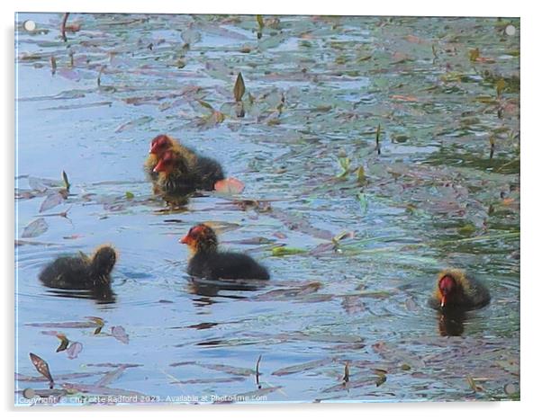 Meandering Baby Coots  Acrylic by Charlotte Radford