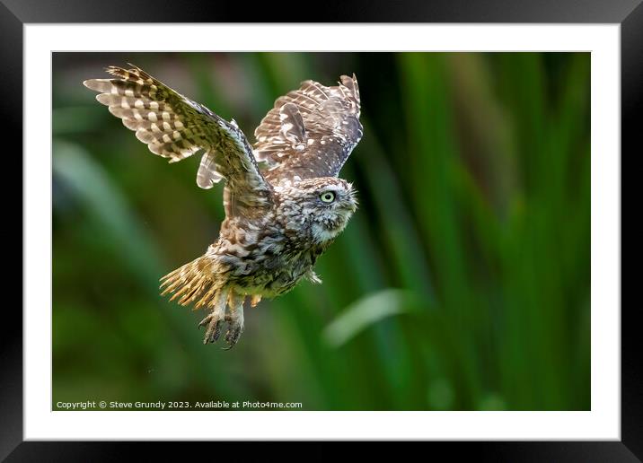 Little Owl in Flight Framed Mounted Print by Steve Grundy