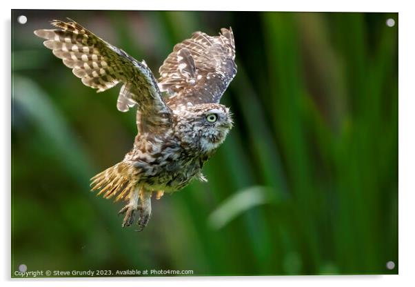 Little Owl in Flight Acrylic by Steve Grundy