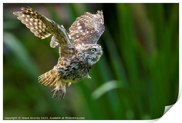Little Owl in Flight Print by Steve Grundy
