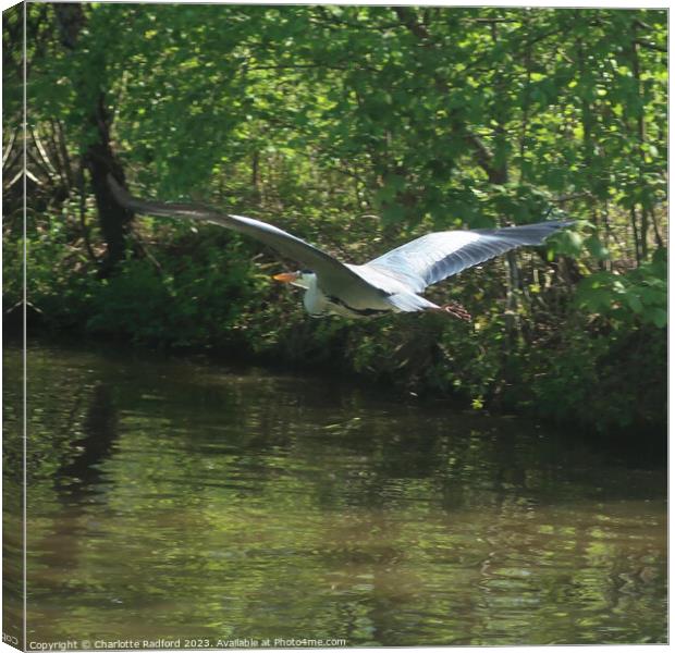Gliding Free Above Tranquil Waters Canvas Print by Charlotte Radford