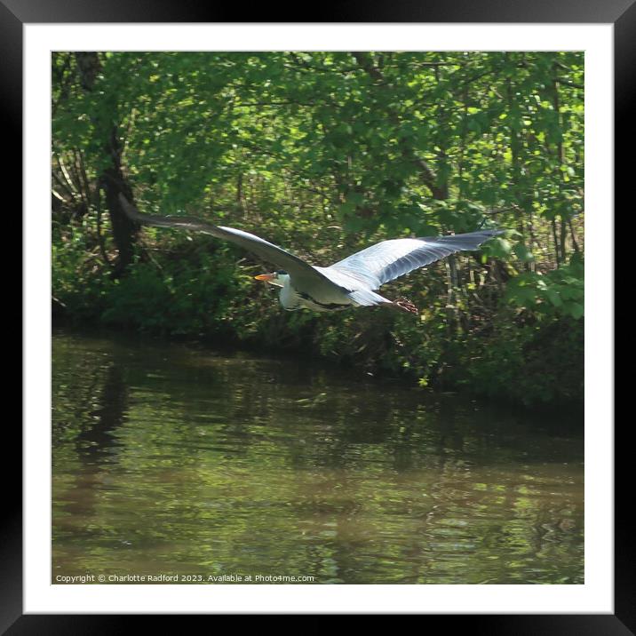 Gliding Free Above Tranquil Waters Framed Mounted Print by Charlotte Radford