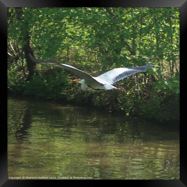 Gliding Free Above Tranquil Waters Framed Print by Charlotte Radford