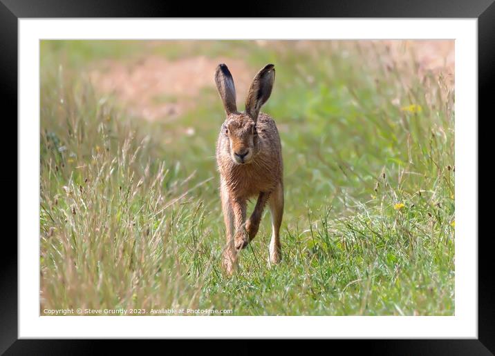 Hare in Meadow Framed Mounted Print by Steve Grundy