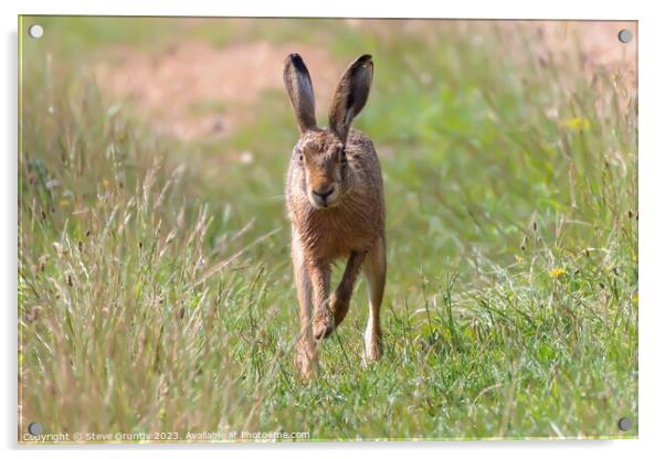 Hare in Meadow Acrylic by Steve Grundy