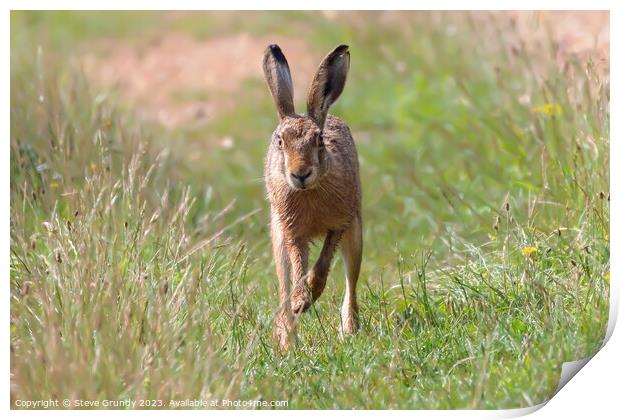 Hare in Meadow Print by Steve Grundy