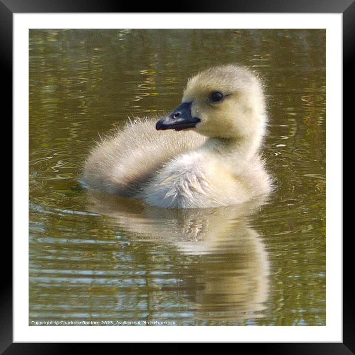 Hello Duckling Framed Mounted Print by Charlotte Radford