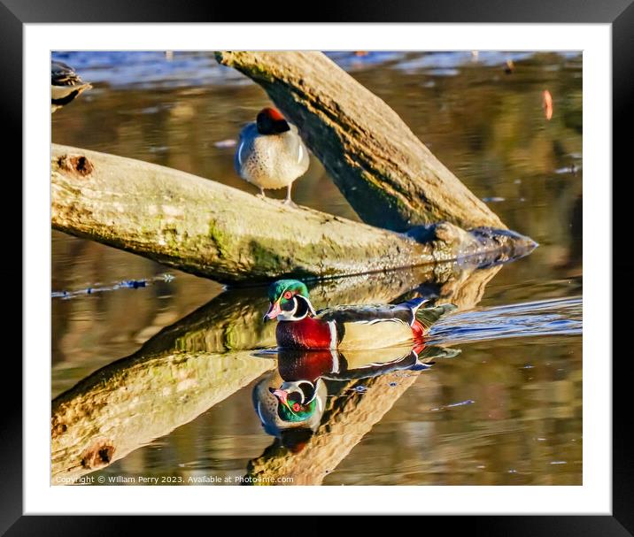Male Wood Duck Juanita Bay Park Washington Framed Mounted Print by William Perry
