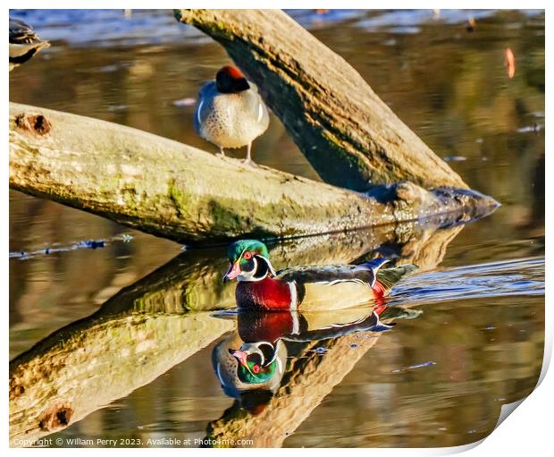 Male Wood Duck Juanita Bay Park Washington Print by William Perry