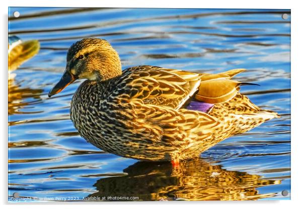 Mallard Duck Female Juanita Bay Park Lake Washington Kirkland Wa Acrylic by William Perry