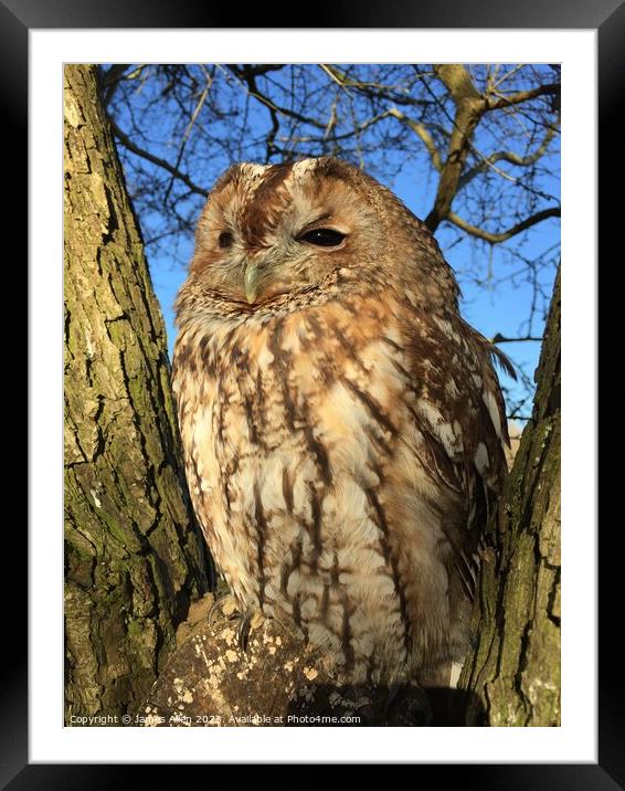 TAWNY OWL Framed Mounted Print by James Allen