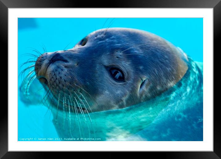 SEAL  Framed Mounted Print by James Allen