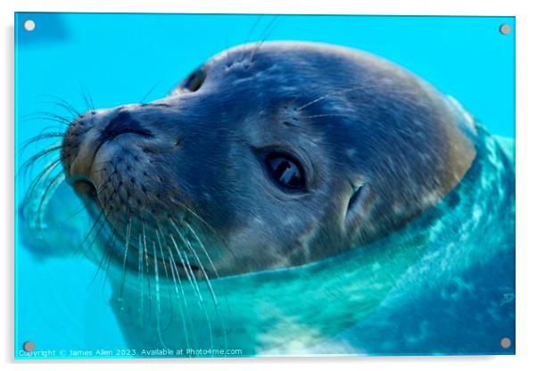 SEAL  Acrylic by James Allen