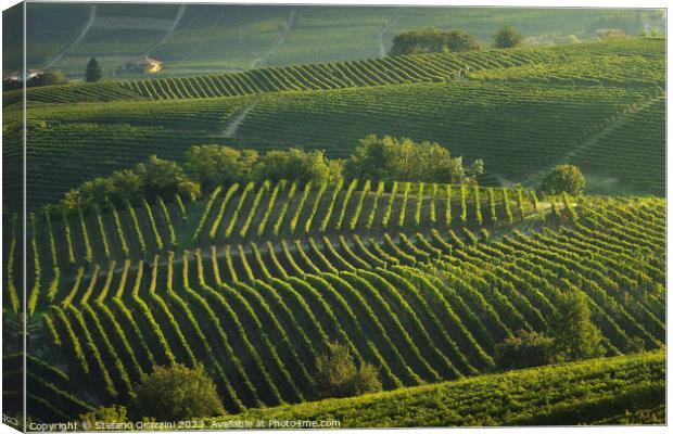 Langhe, trees among the vineyards, Neive, Piedmont, Italy. Canvas Print by Stefano Orazzini