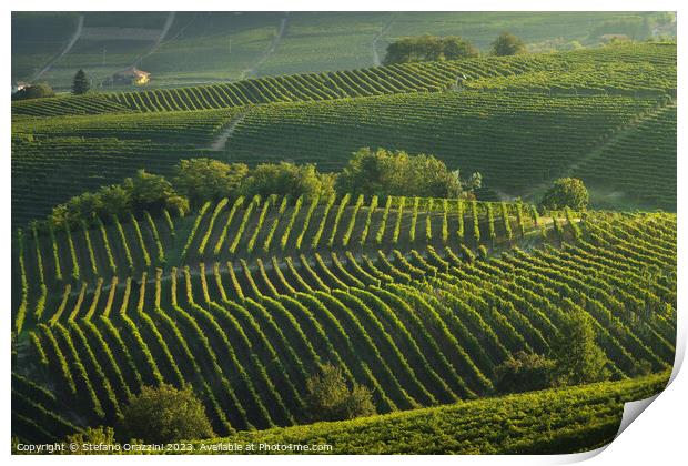 Langhe, trees among the vineyards, Neive, Piedmont, Italy. Print by Stefano Orazzini