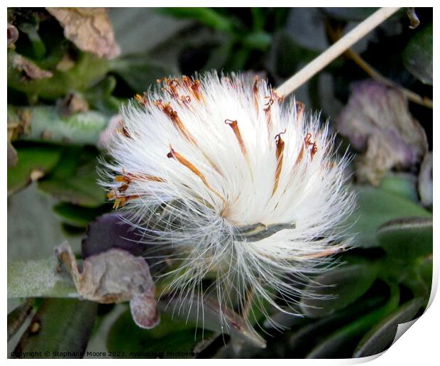 Fluffy Seeds Print by Stephanie Moore