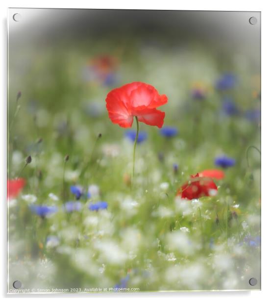  Poppy flower with soft focus Acrylic by Simon Johnson