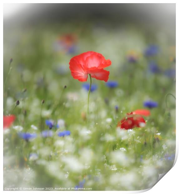  Poppy flower with soft focus Print by Simon Johnson