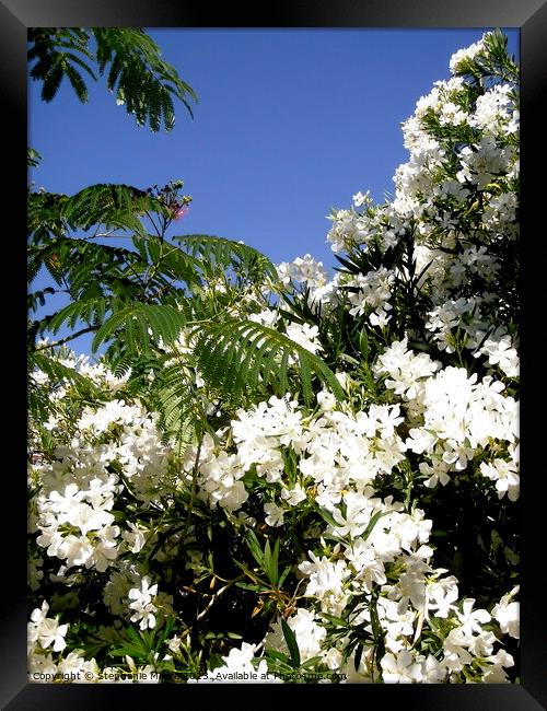 White oleanders Framed Print by Stephanie Moore