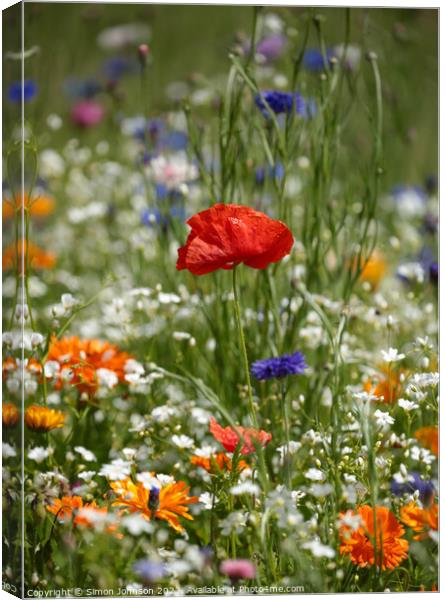 meadow flower close up Canvas Print by Simon Johnson