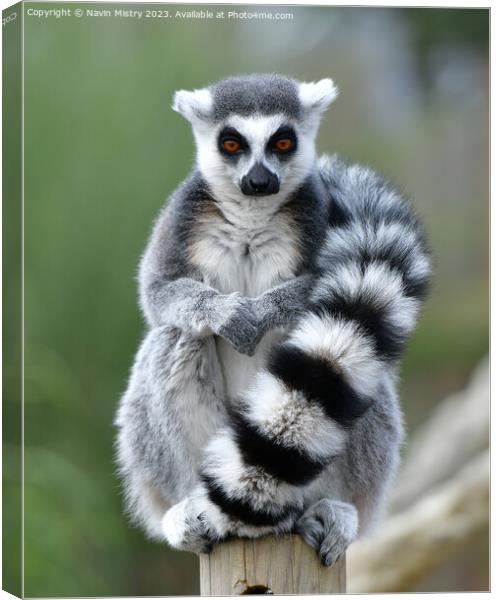 Ring-Tailed Lemur Canvas Print by Navin Mistry