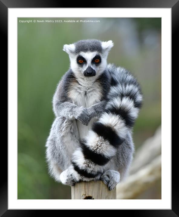 Ring-Tailed Lemur Framed Mounted Print by Navin Mistry
