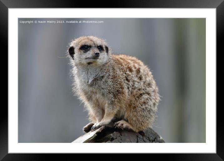 A Meerkat acting as a sentry   Framed Mounted Print by Navin Mistry