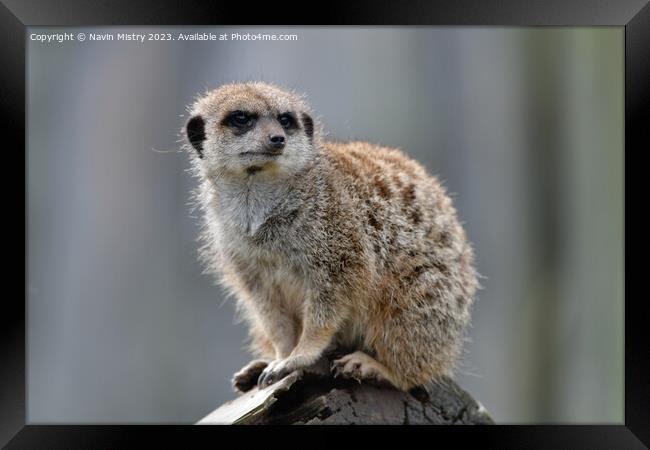 A Meerkat acting as a sentry   Framed Print by Navin Mistry