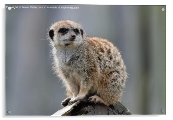 A Meerkat acting as a sentry   Acrylic by Navin Mistry