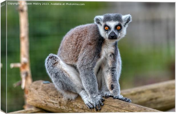 A Ring-Tailed Lemur Canvas Print by Navin Mistry