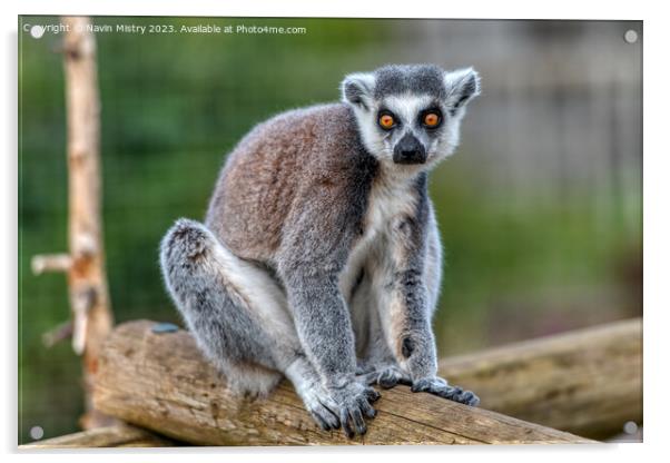 A Ring-Tailed Lemur Acrylic by Navin Mistry