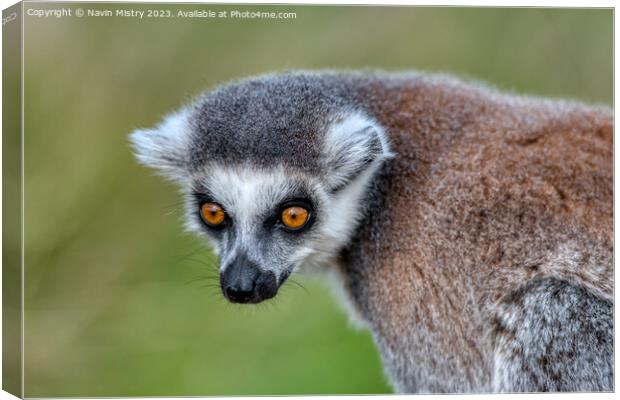 A Ring-Tailed Lemur Canvas Print by Navin Mistry