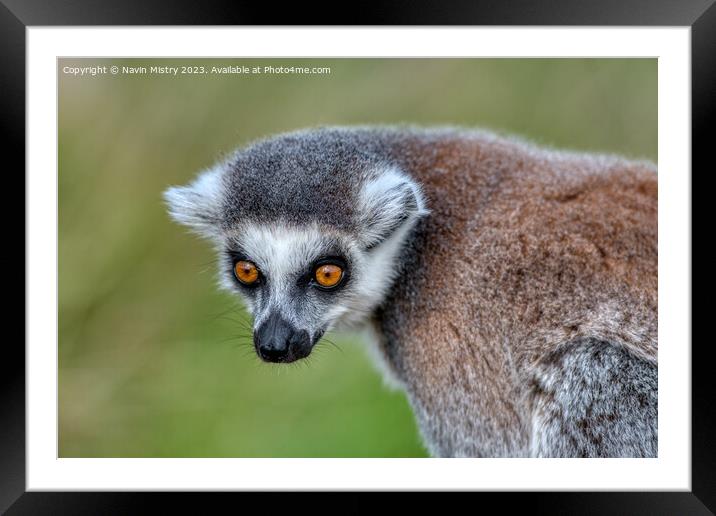 A Ring-Tailed Lemur Framed Mounted Print by Navin Mistry