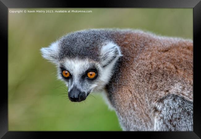 A Ring-Tailed Lemur Framed Print by Navin Mistry