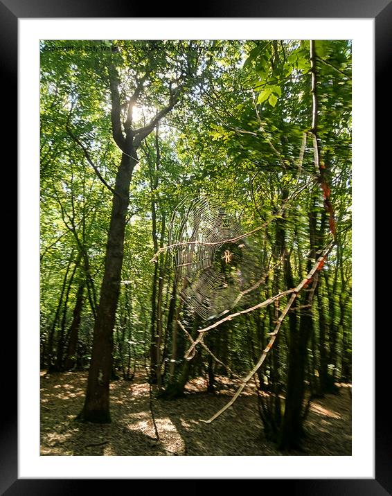 Cobweb in forest Framed Mounted Print by Sally Wallis