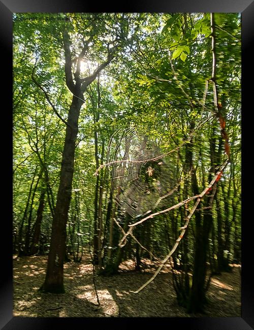 Cobweb in forest Framed Print by Sally Wallis