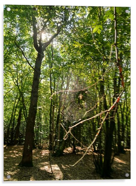 Cobweb in forest Acrylic by Sally Wallis