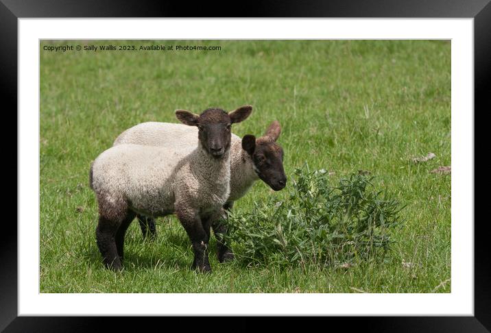 Black faced lambs chewing a thistle Framed Mounted Print by Sally Wallis