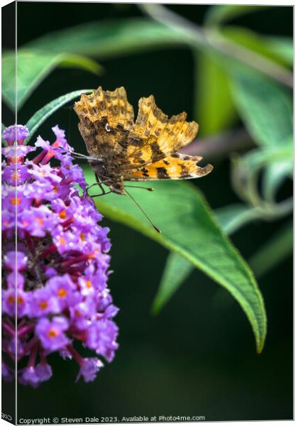 Comma (Polygonia c-album) Butterfly Canvas Print by Steven Dale