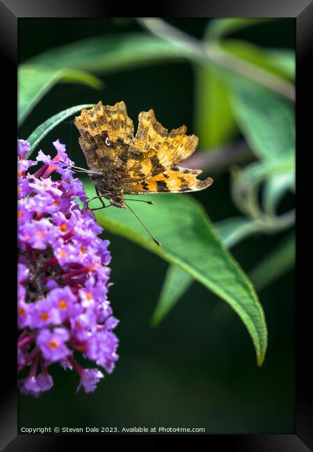 Comma (Polygonia c-album) Butterfly Framed Print by Steven Dale